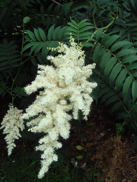 Sorbaria sorbifolia fleur P2A
